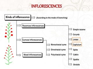 INFLORESCENCES
 