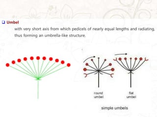  Umbel
with very short axis from which pedicels of nearly equal lengths and radiating,
thus forming an umbrella-like structure.
 