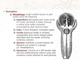  Description:
a) Morphology: bright reddish-brown to dark
brown show the following:
1) Hypanthium (Elongated part Lower part):
It is solid, cylindrical, 4-sided, showing
a central zone called columella
surrounded by dark lacunous layer.
2) Calyx: 4 thick divergent, triangular sepals.
3) Corolla (spherical head): 4 rounded,
unexpanded, form dome-shaped petals
alternated with the sepals, enclosing
numerous stamens
4) Stamens: Indefinite, Curved inwards, the
filaments are united in 4 groups
(i.e. Tetradelphous).
5) Gynaecium: Consists of a stiff slender style
and two-celled bilocular inferior ovary with
numerous ovules attached to axial placenta.
 