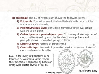 b) Histology: The T.S of hypanthium shows the following layers:
1) Epidermis: Formed of small, thick-walled cells with thick cuticles
and anomocytic stomata.
2) Parenchymatous layer: Containing numerous large oval schizo-
lysigenous oil gland.
3) Collenchymatous parenchyma layer: Containing cluster crystals of
ca-ox and traversed by vascular bundles (xylem, phloem and
pericycle shows thick-walled pericyclic fibres.
4) Lacunous layer: Formed of parenchyma
5) Columella layer: Formed of parenchyma with numerous cluster of
ca-ox and vascular bundles.
N.B. In the ovary region there is no
lacunous or columella layers, where
their situation is replaced by bilocular
ovary with cluster crystal of ca-ox.
T.S. in ovary region
T.S. below the ovary
 