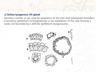  Schizo-lysogenous Oil gland:
Secretory cavities or sac arise by separation of the cells and subsequent formation
a secretory epithelium (schizogenously) or by breakdown of the cells forming a
cavity not bounded by a definite epithelium (lysigenously).
 