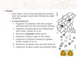  Powder:
o Dark brown, with strong characteristic aromatic
odor and pungent spicy taste followed by slight
numbness.
o It characterized by:
1. Fragment of epidermis with thick straight
anticlinal walls and few anomocytic stomata.
2. Fragment of parenchyma and collenchyma
with cluster crystals of ca-ox.
3. Numerous triangular pollen grains.
4. Fragment of fibrous layer of the anther.
5. Fragments of filament showing oil glands,
cluster crystals of ca-ox.
6. Numerous oil glands stain red with Sudan III.
7. Fragments of spiral vessels and lignified fibres
.
 