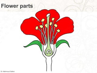 Flower parts
Dr. Mahmoud Sallam
 