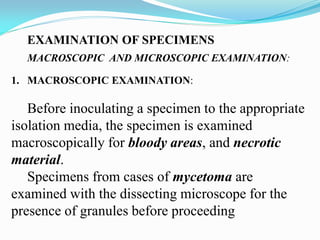 EXAMINATION OF SPECIMENS
MACROSCOPIC AND MICROSCOPIC EXAMINATION:
1. MACROSCOPIC EXAMINATION:
Before inoculating a specimen to the appropriate
isolation media, the specimen is examined
macroscopically for bloody areas, and necrotic
material.
Specimens from cases of mycetoma are
examined with the dissecting microscope for the
presence of granules before proceeding
 