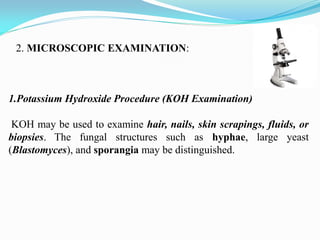 1.Potassium Hydroxide Procedure (KOH Examination)
KOH may be used to examine hair, nails, skin scrapings, fluids, or
biopsies. The fungal structures such as hyphae, large yeast
(Blastomyces), and sporangia may be distinguished.
2. MICROSCOPIC EXAMINATION:
 
