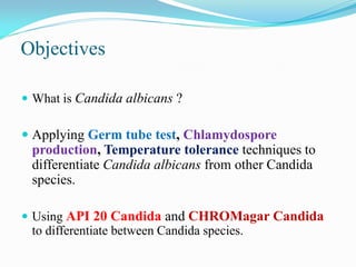 Objectives
 What is Candida albicans ?
 Applying Germ tube test, Chlamydospore
production, Temperature tolerance techniques to
differentiate Candida albicans from other Candida
species.
 Using API 20 Candida and CHROMagar Candida
to differentiate between Candida species.
 