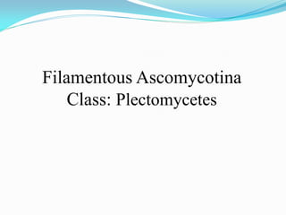 Filamentous Ascomycotina
Class: Plectomycetes
 