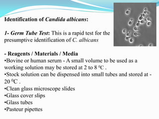 Identification of Candida albicans:
1- Germ Tube Test: This is a rapid test for the
presumptive identification of C. albicans
- Reagents / Materials / Media
•Bovine or human serum - A small volume to be used as a
working solution may be stored at 2 to 8 0C .
•Stock solution can be dispensed into small tubes and stored at -
20 0C .
•Clean glass microscope slides
•Glass cover slips
•Glass tubes
•Pasteur pipettes
 
