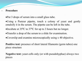 - Procedure
Put 3 drops of serum into a small glass tube.
Using a Pasteur pipette, touch a colony of yeast and gently
emulsify it in the serum. The pipette can be left in the tube.
Incubate at 350C to 370C for up to 3 hours but no longer.
Transfer a drop of the serum to a slide for examination.
Coverslip and examine microscopically using x 40 objective.
Positive test: presence of short lateral filaments (germ tubes) one
piece structure
Negative test: yeast cells only (or with pseudohyphae) always two
pieces
 