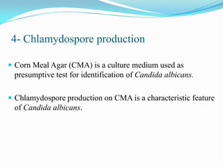 4- Chlamydospore production
 Corn Meal Agar (CMA) is a culture medium used as
presumptive test for identification of Candida albicans.
 Chlamydospore production on CMA is a characteristic feature
of Candida albicans.
 