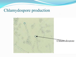 Chlamydospore production
 