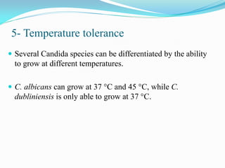 5- Temperature tolerance
 Several Candida species can be differentiated by the ability
to grow at different temperatures.
 C. albicans can grow at 37 °C and 45 °C, while C.
dubliniensis is only able to grow at 37 °C.
 
