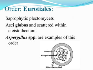 Order: Eurotiales:
Saprophytic plectomycets
Asci globos and scattered within
cleistothecium
Aspergillus spp. are examples of this
order
 