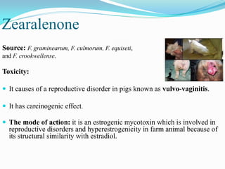 Zearalenone
Source: F. graminearum, F. culmorum, F. equiseti,
and F. crookwellense.
Toxicity:
 It causes of a reproductive disorder in pigs known as vulvo-vaginitis.
 It has carcinogenic effect.
 The mode of action: it is an estrogenic mycotoxin which is involved in
reproductive disorders and hyperestrogenicity in farm animal because of
its structural similarity with estradiol.
 