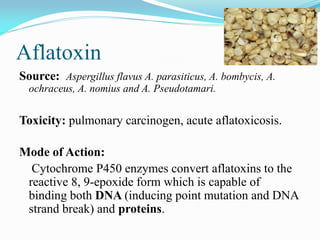 Aflatoxin
Source: Aspergillus flavus A. parasiticus, A. bombycis, A.
ochraceus, A. nomius and A. Pseudotamari.
Toxicity: pulmonary carcinogen, acute aflatoxicosis.
Mode of Action:
Cytochrome P450 enzymes convert aflatoxins to the
reactive 8, 9-epoxide form which is capable of
binding both DNA (inducing point mutation and DNA
strand break) and proteins.
 