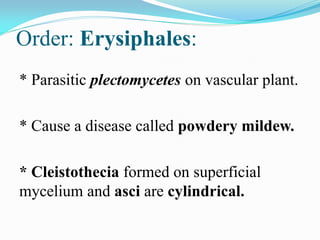 Order: Erysiphales:
* Parasitic plectomycetes on vascular plant.
* Cause a disease called powdery mildew.
* Cleistothecia formed on superficial
mycelium and asci are cylindrical.
 