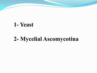 1- Yeast
2- Mycelial Ascomycotina
 
