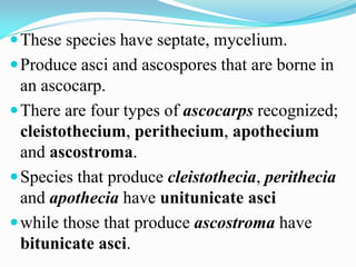 These species have septate, mycelium.
Produce asci and ascospores that are borne in
an ascocarp.
There are four types of ascocarps recognized;
cleistothecium, perithecium, apothecium
and ascostroma.
Species that produce cleistothecia, perithecia
and apothecia have unitunicate asci
while those that produce ascostroma have
bitunicate asci.
 