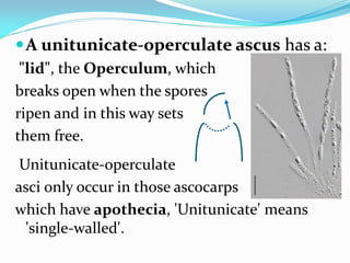 A unitunicate-operculate ascus has a:
"lid", the Operculum, which
breaks open when the spores
ripen and in this way sets
them free.
Unitunicate-operculate
asci only occur in those ascocarps
which have apothecia, 'Unitunicate' means
'single-walled'.
 