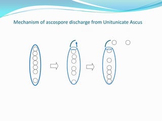Mechanism of ascospore discharge from Unitunicate Ascus
 