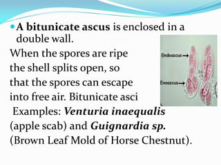 A bitunicate ascus is enclosed in a
double wall.
When the spores are ripe
the shell splits open, so
that the spores can escape
into free air. Bitunicate asci
Examples: Venturia inaequalis
(apple scab) and Guignardia sp.
(Brown Leaf Mold of Horse Chestnut).
 