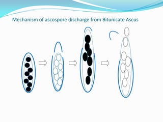 Mechanism of ascospore discharge from Bitunicate Ascus
 
