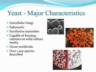 Yeast - Major Characteristics
 Unicellular Fungi
 Eukaryotic
 Facultative anaerobes
 Capable of forming
colonies on solid culture
media.
 Occur worldwide
 Over 1,500 species
described
 