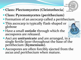  Class: Plectomycetes (Cleistothecia)
 Class: Pyrenomycetes (perithecium)
 Formation of an ascocarp called a perithecium.
 This ascocarp is typically flask-shaped or
globose
 Have a small ostiole through which the
ascospores are released.
 Asci are unitunicate and are arranged, in a
single fertile layer throughout the base of the
perithecium (hymenium).
 Ascospores are often forcibly ejected from the
ascus and perithecium when mature.
 