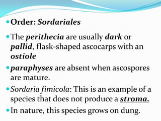 Order: Sordariales
The perithecia are usually dark or
pallid, flask-shaped ascocarps with an
ostiole
paraphyses are absent when ascospores
are mature.
Sordaria fimicola: This is an example of a
species that does not produce a stroma.
In nature, this species grows on dung.
 
