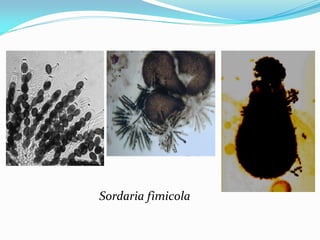Sordaria fimicola
 