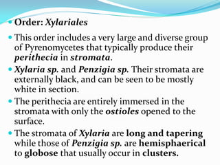  Order: Xylariales
 This order includes a very large and diverse group
of Pyrenomycetes that typically produce their
perithecia in stromata.
 Xylaria sp. and Penzigia sp. Their stromata are
externally black, and can be seen to be mostly
white in section.
 The perithecia are entirely immersed in the
stromata with only the ostioles opened to the
surface.
 The stromata of Xylaria are long and tapering
while those of Penzigia sp. are hemisphaerical
to globose that usually occur in clusters.
 
