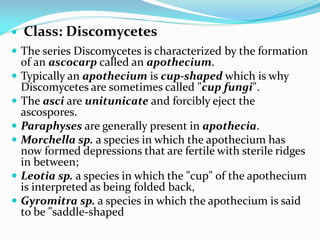  Class: Discomycetes
 The series Discomycetes is characterized by the formation
of an ascocarp called an apothecium.
 Typically an apothecium is cup-shaped which is why
Discomycetes are sometimes called "cup fungi".
 The asci are unitunicate and forcibly eject the
ascospores.
 Paraphyses are generally present in apothecia.
 Morchella sp. a species in which the apothecium has
now formed depressions that are fertile with sterile ridges
in between;
 Leotia sp. a species in which the "cup" of the apothecium
is interpreted as being folded back,
 Gyromitra sp. a species in which the apothecium is said
to be "saddle-shaped
 