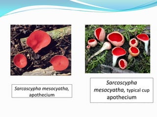 Sarcoscypha mesocyatha,
apothecium
Sarcoscypha
mesocyatha, typical cup
apothecium
 