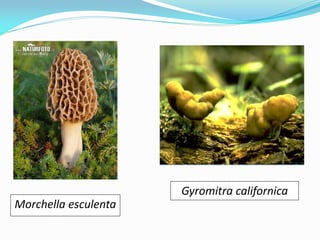 Morchella esculenta
Gyromitra californica
 