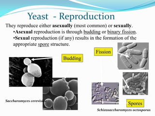 They reproduce either asexually (most common) or sexually.
•Asexual reproduction is through budding or binary fission.
•Sexual reproduction (if any) results in the formation of the
appropriate spore structure.
Budding
Yeast - Reproduction
Fission
Spores
Saccharomyces cerevisiae
Schizosaccharomyces octosporus
 