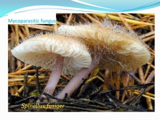 Mycoparasitic fungus
Spinellus fusiger
 