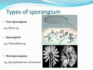 Types of sporangium
 True sporangium
e.g. Mucor sp.
 Sporangiola
e.g. Thamnidium sp.
 Merosporangium
e.g. Syncephalastrum racemosum
 