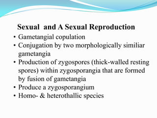 Sexual and A Sexual Reproduction
• Gametangial copulation
• Conjugation by two morphologically similiar
gametangia
• Production of zygospores (thick-walled resting
spores) within zygosporangia that are formed
by fusion of gametangia
• Produce a zygosporangium
• Homo- & heterothallic species
 