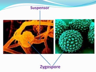 Zygospore
Suspensor
 