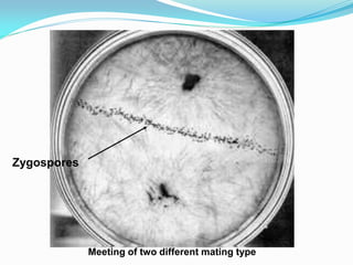 Meeting of two different mating type
Zygospores
 