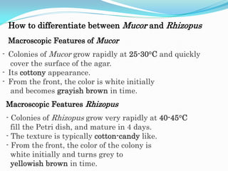 How to differentiate between Mucor and Rhizopus
Macroscopic Features of Mucor
- Colonies of Mucor grow rapidly at 25-30°C and quickly
cover the surface of the agar.
- Its cottony appearance.
- From the front, the color is white initially
and becomes grayish brown in time.
Macroscopic Features Rhizopus
- Colonies of Rhizopus grow very rapidly at 40-45°C
fill the Petri dish, and mature in 4 days.
- The texture is typically cotton-candy like.
- From the front, the color of the colony is
white initially and turns grey to
yellowish brown in time.
 