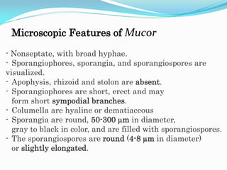 Microscopic Features of Mucor
- Nonseptate, with broad hyphae.
- Sporangiophores, sporangia, and sporangiospores are
visualized.
- Apophysis, rhizoid and stolon are absent.
- Sporangiophores are short, erect and may
form short sympodial branches.
- Columella are hyaline or dematiaceous
- Sporangia are round, 50-300 µm in diameter,
gray to black in color, and are filled with sporangiospores.
- The sporangiospores are round (4-8 µm in diameter)
or slightly elongated.
 