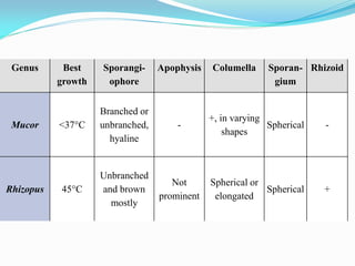 Genus Best
growth
Sporangi-
ophore
Apophysis Columella Sporan-
gium
Rhizoid
Mucor <37°C
Branched or
unbranched,
hyaline
-
+, in varying
shapes
Spherical -
Rhizopus 45°C
Unbranched
and brown
mostly
Not
prominent
Spherical or
elongated
Spherical +
 