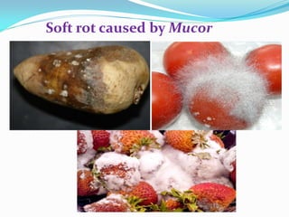 Soft rot caused by Mucor
 