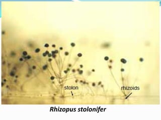 Rhizopus stolonifer
 