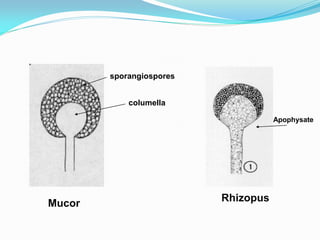 Mucor
Rhizopus
Apophysate
sporangiospores
columella
 