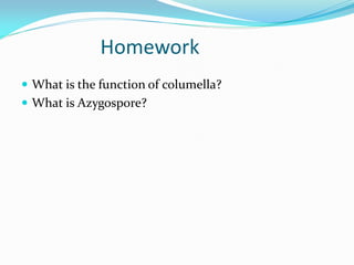 Homework
 What is the function of columella?
 What is Azygospore?
 