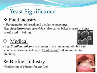 Yeast Significance
 Food Industry
• Fermentation of bread, and alcoholic beverages.
E.g. Saccharomyces cerevisiae (also called baker’s yeast or sugar
yeast) used in baking.
 Medical
• E.g. Candida albicans - common in the human mouth, but can
become pathogenic and cause Candidiasis (oral and/or genital
infection).
 Biofuel Industry
•Production of ethanol for car fuel.
 