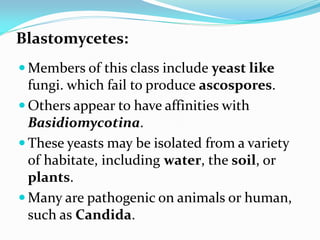 Blastomycetes:
 Members of this class include yeast like
fungi. which fail to produce ascospores.
 Others appear to have affinities with
Basidiomycotina.
 These yeasts may be isolated from a variety
of habitate, including water, the soil, or
plants.
 Many are pathogenic on animals or human,
such as Candida.
 