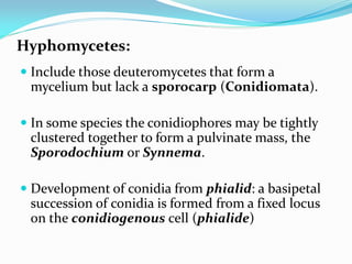 Hyphomycetes:
 Include those deuteromycetes that form a
mycelium but lack a sporocarp (Conidiomata).
 In some species the conidiophores may be tightly
clustered together to form a pulvinate mass, the
Sporodochium or Synnema.
 Development of conidia from phialid: a basipetal
succession of conidia is formed from a fixed locus
on the conidiogenous cell (phialide)
 